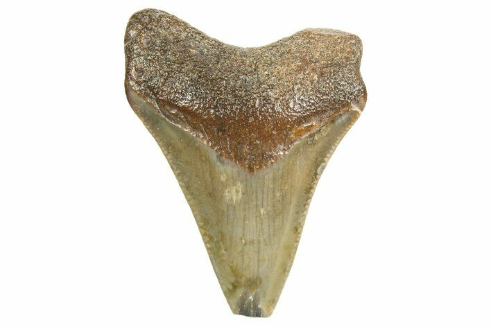 Juvenile Megalodon Tooth - North Carolina #340968